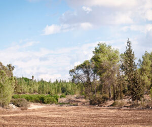 האם טענת הנתבעת לקיום זיקת הנאה בשטח תתקבל